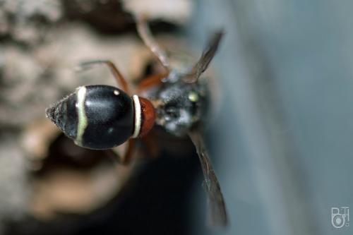 Paraleptomenes miniatus miniatus